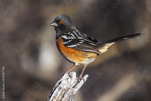 Spotted Towhee (Pipilo maculatus) perched on a stump in the foothills of the Chiricahua Mountains near Portal; Arizona, United States of America photo