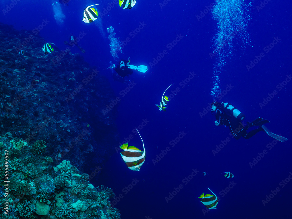 Scuba divers swim through Pennant Butterflyfish Scuba divers swim through Pennant Butterflyfish