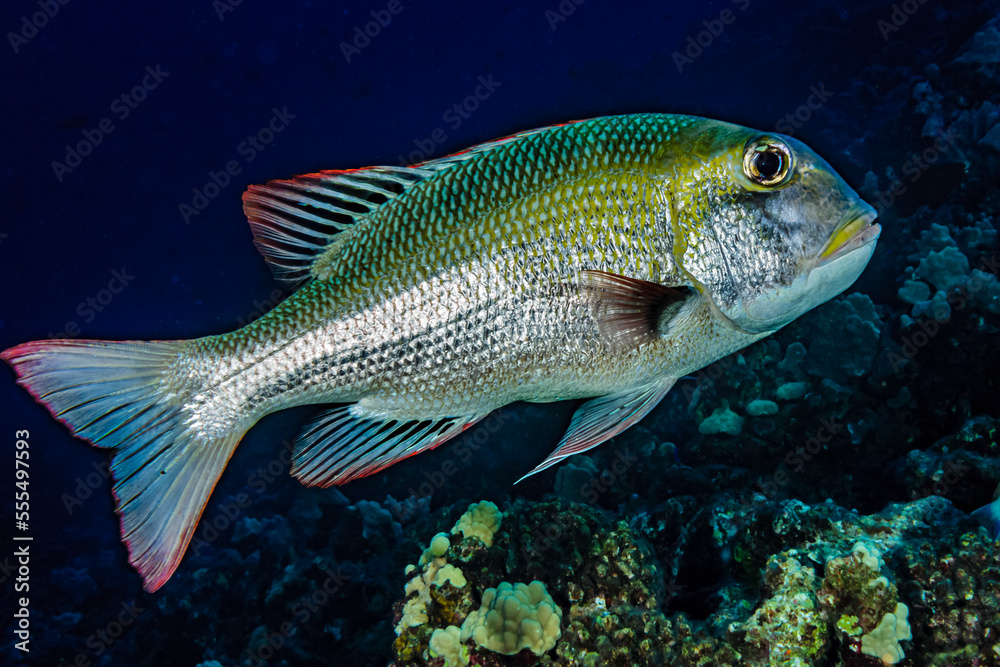 Bigeye Emperor (Monotaxis grandoculis) that was photographed underwater at Molokini Crater, near Maui; Molokini Crater, Maui, Hawaii, United States of America Bigeye Emperor (Monotaxis grandoculis) that was photographed underwater at Molokini Crater, near Maui; Molokini Crater, Maui, Hawaii, United States of America