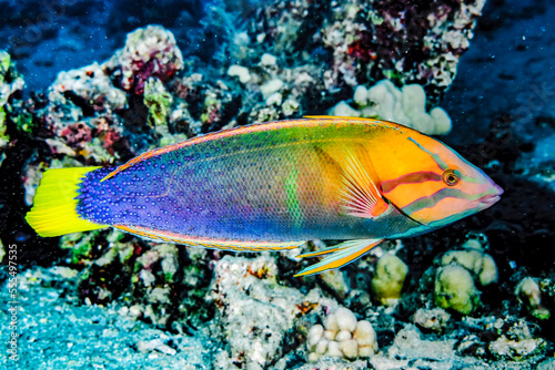 Portrait of a male Yellowtail Coris (Coris gaimard) taken while scuba diving the Kona coast; Big Island of Hawaii, Hawaii, United States of America photo