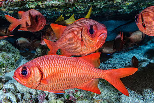 Bigscale and Brick soldierfish (Myripristis berndti and M. amena) hanging out beneath an overhang on Molokini Backwall offshore of Maui; Molokini Crater, Maui, Hawaii, United States of America