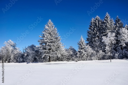 Bäume mit Raureif und Schnee im Winter bei Frost und Kälte in Landschaft und Natur