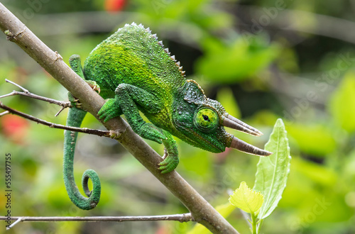 Jackson's Chameleon (Trioceros jacksonii) sitting on a tree branch; Kihei, Maui, Hawaii, United States of America photo