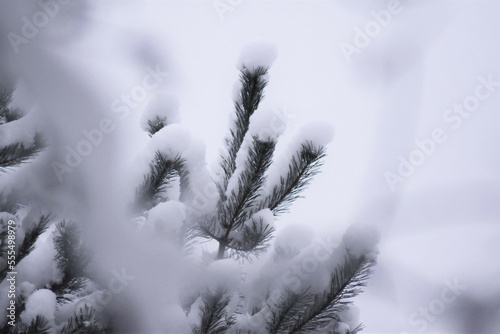 Choinka w śniegu, winter landscape