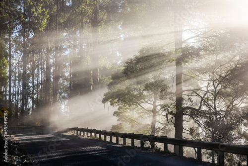 Sun rays breaking through fog onto a gravel road with guardrail; Fernshaw,Victoria, Australia photo