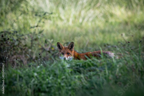 red fox vulpes