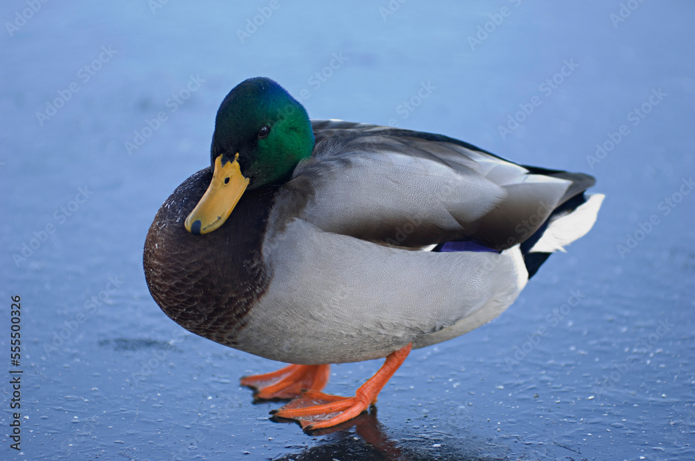 Mallard Duck Mallard Duck