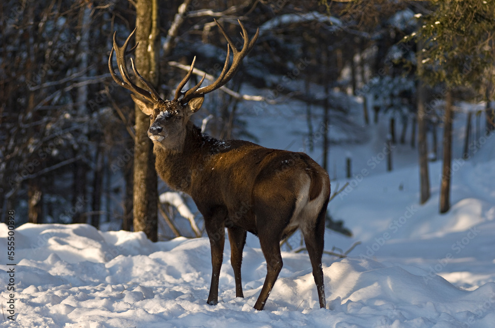 Wapiti, Omega Park, Montebello, Quebec, Canada Wapiti, Omega Park, Montebello, Quebec, Canada