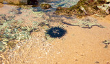 urchin on the beach underwater Sri Lanka