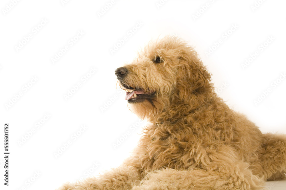 Portrait of Golden Doodle