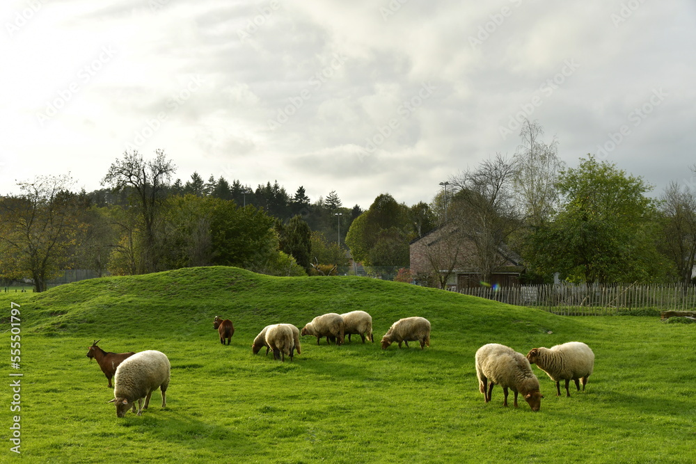 Petit troupeau de moutons dans un grand enclos sous un ciel gris à Han-Sur-Lesse Petit troupeau de moutons dans un grand enclos sous un ciel gris à Han-Sur-Lesse