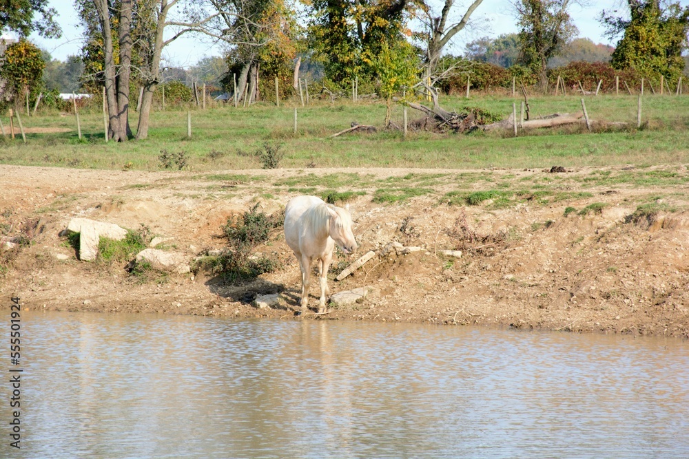 white horse in the field
White horse at a water hole white horse in the field
White horse at a water hole