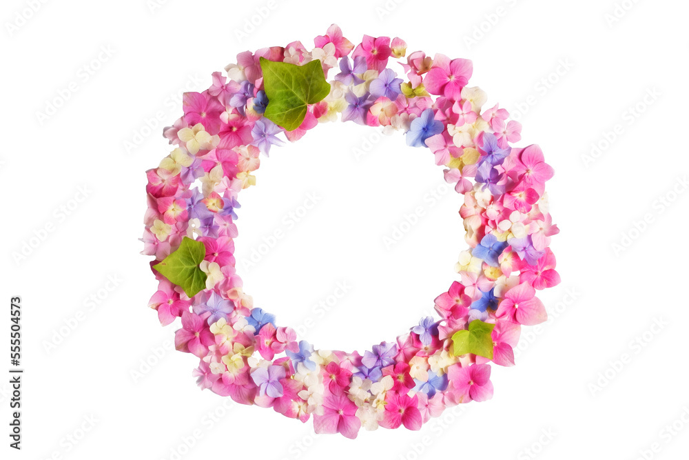 flower arrangement. Wreath of pink on a transparent background, blue, white hydrangea flowers. Flat lay, top view