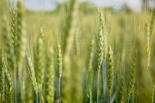 green ears of wheat in a vast field