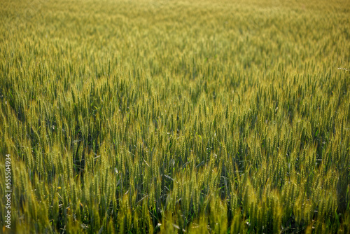 wide angle of green ears of wheat in a vast field