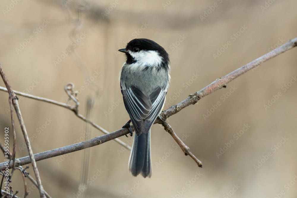 Obraz premium Black-capped chickadee perched on a tree branch