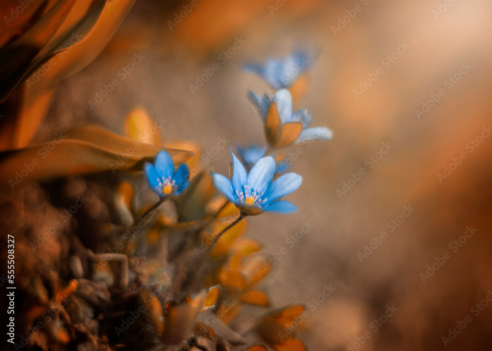 Kwiat przylaszczki (Hepatica nobilis). Kwitnące kwiaty. Motyw kwiatowy. Rozmyte pomarańczowe tło. - obrazy, fototapety, plakaty 