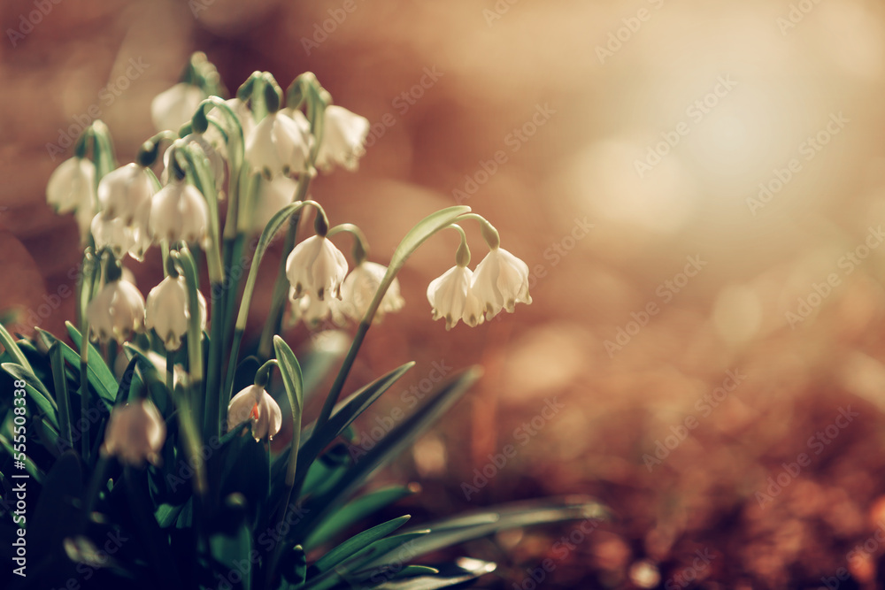 Sezon wiosenny. Wiosenne przebiśniegi. Białe kwiaty leśnych śnieżyczek w promieniach wschodzącego słońca - obrazy, fototapety, plakaty 
