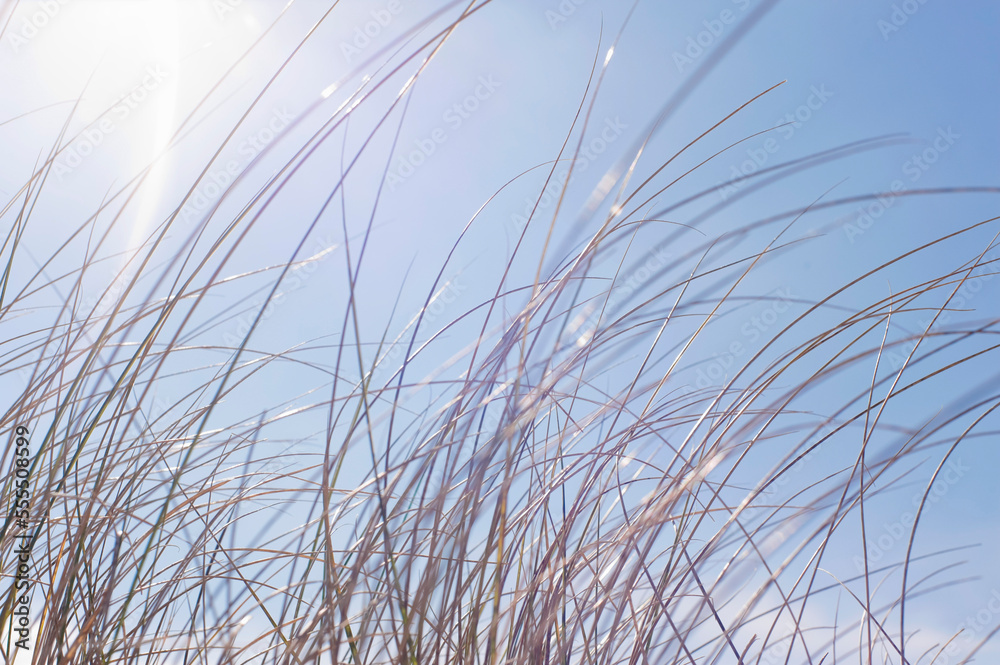 Grass against Blue Sky, Hernando Beach, Florida, USA Grass against Blue Sky, Hernando Beach, Florida, USA