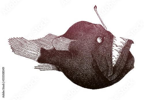 Humpback anglerfish melanocetus johnsonii, deepsea fish in side view photo