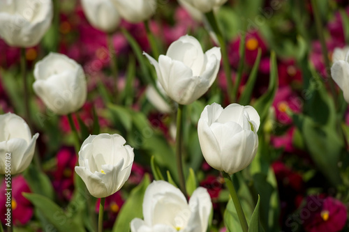 Tulips, Mirabell Garden, Salzburg, Salzburger Land, Austria photo