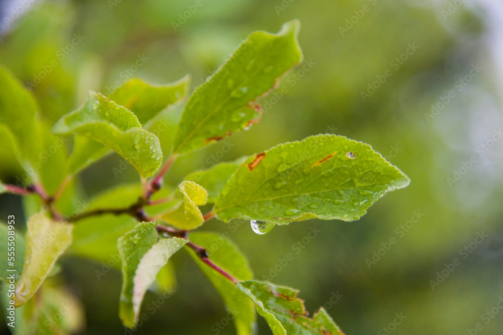 Close-up of Leaves on Tree, Freiburg, Baden-Wurttemberg, Germany Close-up of Leaves on Tree, Freiburg, Baden-Wurttemberg, Germany