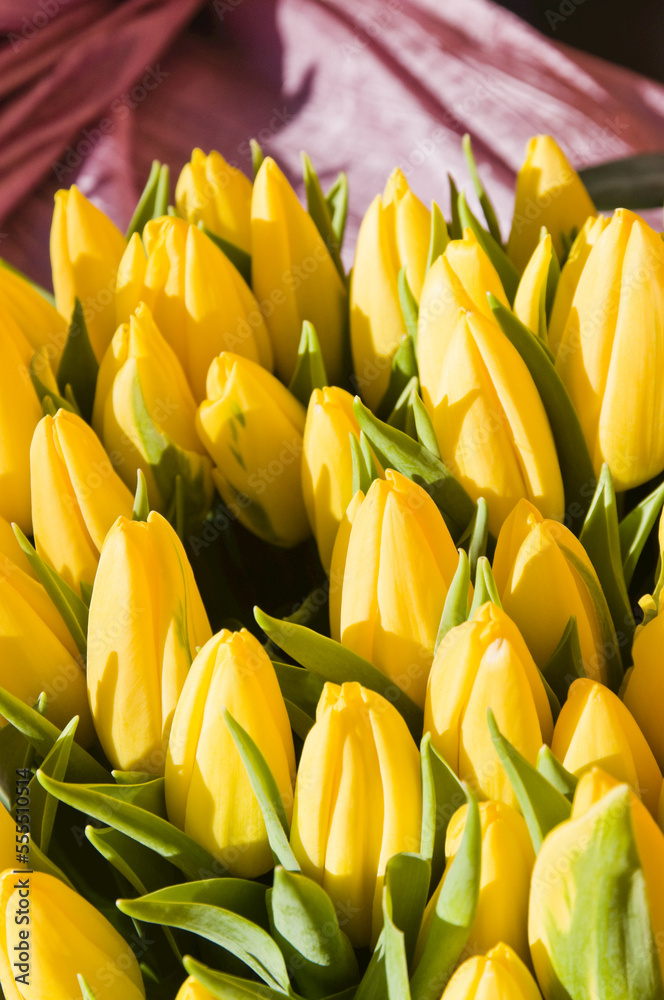 Yellow Tulips