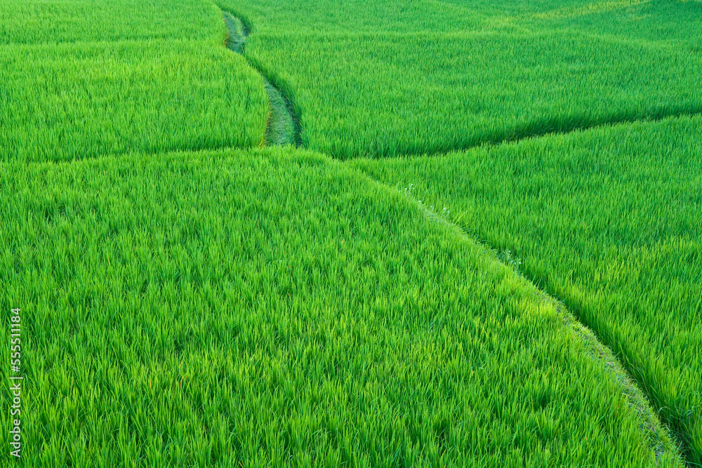 Rice Fields Near Ubud, Bali, Indonesia Rice Fields Near Ubud, Bali, Indonesia