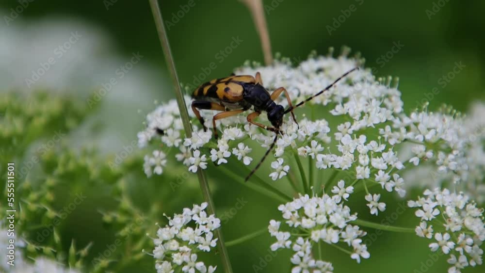 Close up of a spotted longhorn beetle, also called Rutpela maculata or gefleckter schmalbock