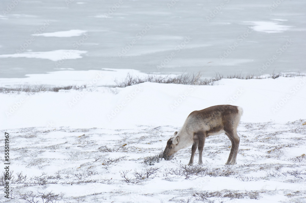 Caribou Eating Grass, Churchill, Manitoba, Canada Caribou Eating Grass, Churchill, Manitoba, Canada