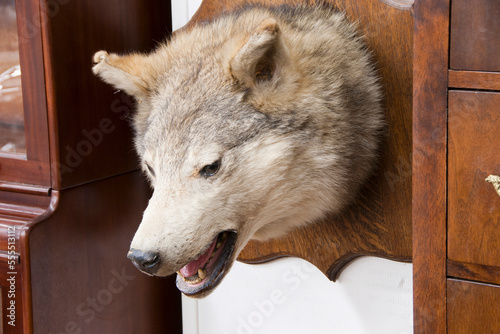 Wolf's Head Mounted on Wall photo