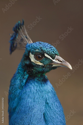 Portrait of Peacock photo