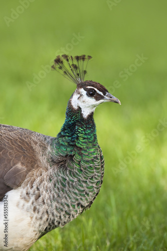 Portrait of Female Indian Peacock photo
