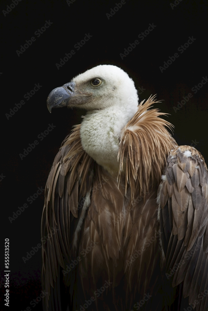 Portrait of Young Griffon Vulture Portrait of Young Griffon Vulture