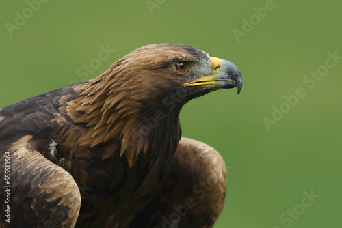 Golden Eagle photo