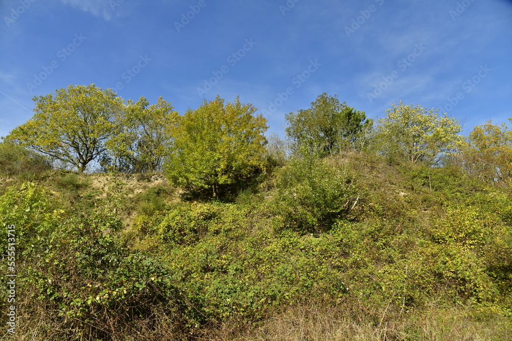 Végétation sur un terril de carrière à la réserve naturelle de la Heid des Gattes à Aywaille en province de Liège Végétation sur un terril de carrière à la réserve naturelle de la Heid des Gattes à Aywaille en province de Liège