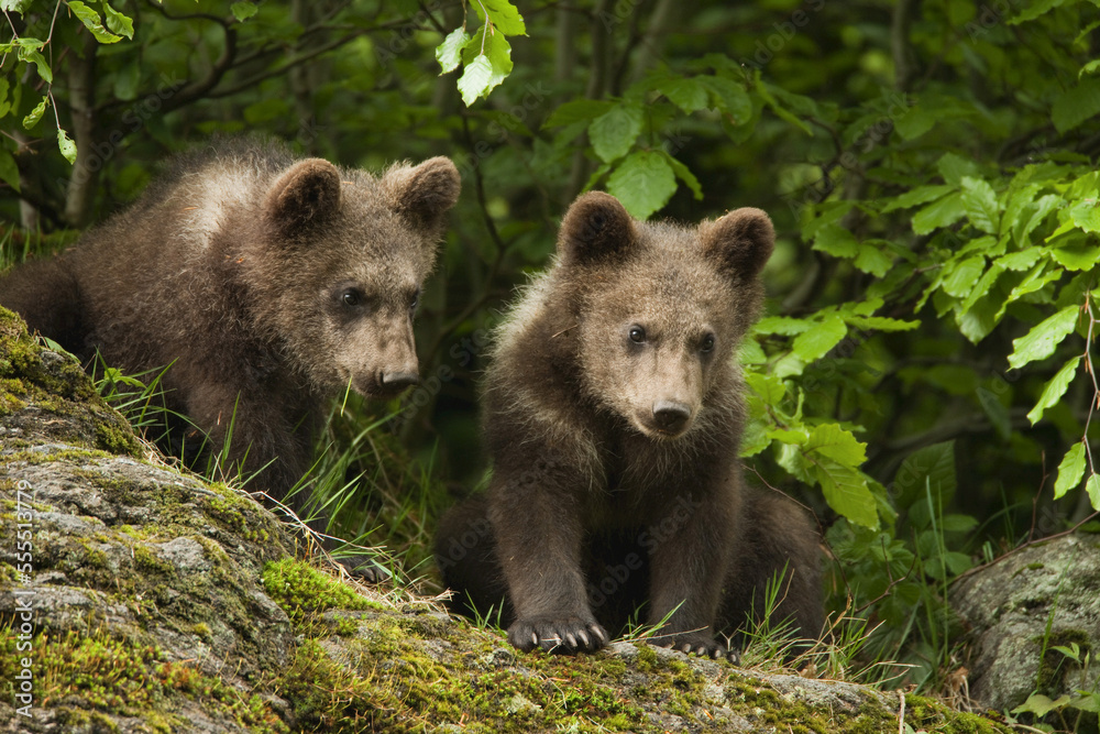 Brown Bear Cubs, Bavarian Forest National Park, Bavaria, Germany Brown Bear Cubs, Bavarian Forest National Park, Bavaria, Germany