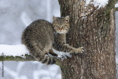 Portrait of European Wildcat photo