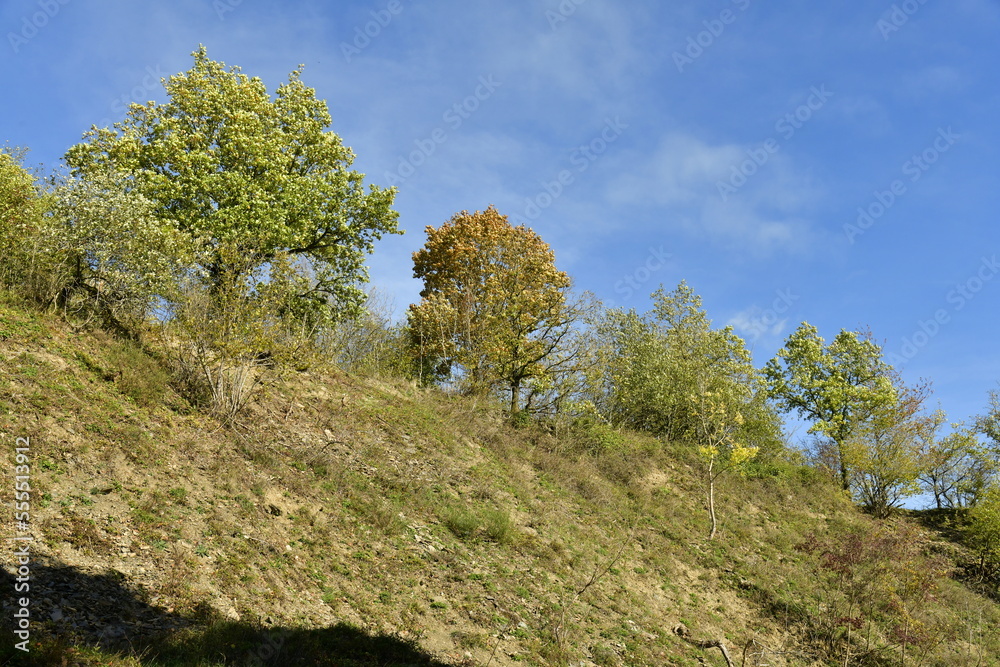 Végétation sur un terril de carrière à la réserve naturelle de la Heid des Gattes à Aywaille en province de Liège Végétation sur un terril de carrière à la réserve naturelle de la Heid des Gattes à Aywaille en province de Liège