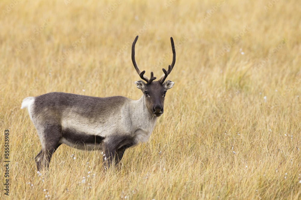Portrait of Reindeer, Sweden