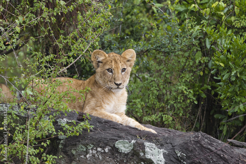 Lion Cub, Masai Mara National Reserve, Kenya Lion Cub, Masai Mara National Reserve, Kenya