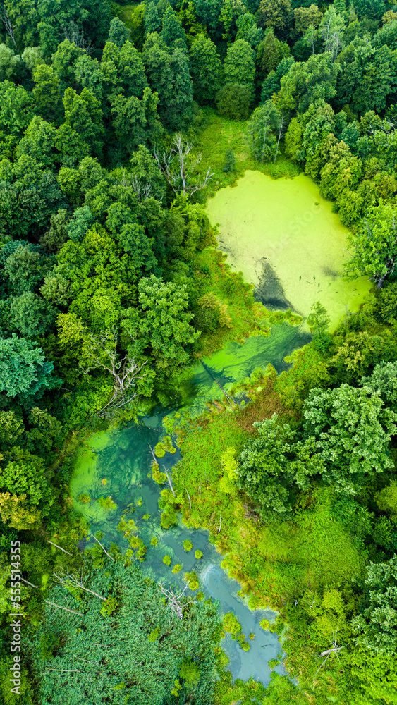 Green swamp Green swamp