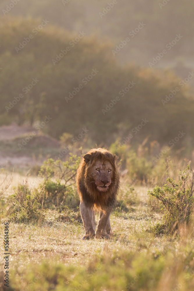 Male Lion, Masai Mara National Reserve, Kenya Male Lion, Masai Mara National Reserve, Kenya