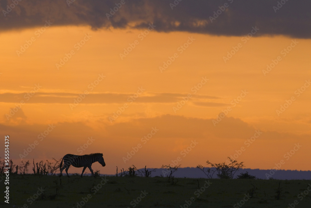 Silhouette of Burchell's Zebra at Sunset, Masai Mara National Reserve, Kenya Silhouette of Burchell's Zebra at Sunset, Masai Mara National Reserve, Kenya