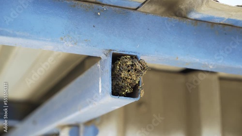 Wasps Nest in Iron 4K photo