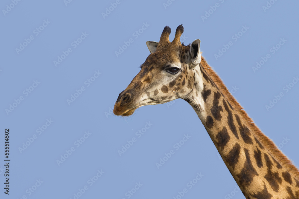 Masai Giraffe, Masai Mara National Reserve, Kenya Masai Giraffe, Masai Mara National Reserve, Kenya