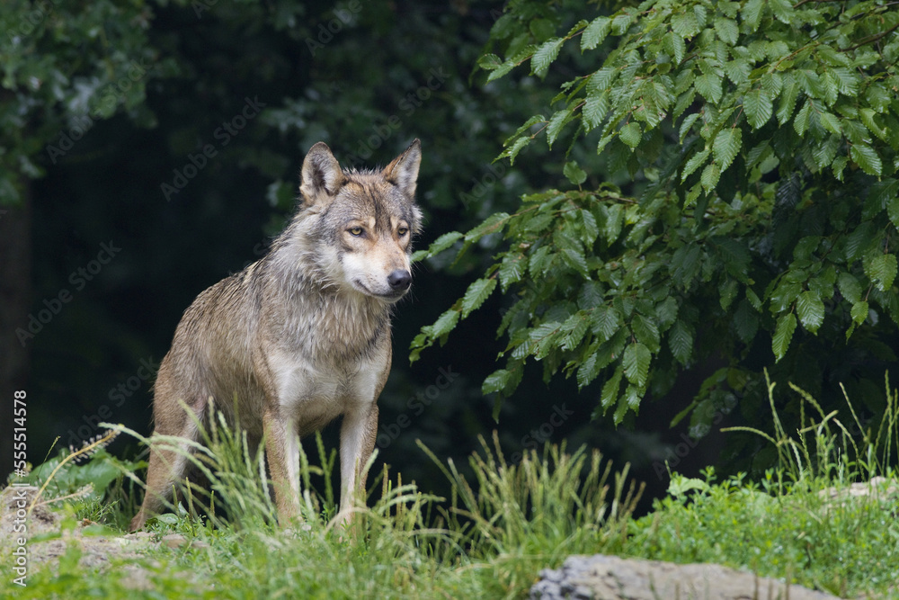 Timber Wolf in Game Reserve, Bavaria, Germany Timber Wolf in Game Reserve, Bavaria, Germany