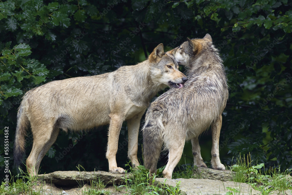 Timber Wolves in Game Reserve, Bavaria, Germany Timber Wolves in Game Reserve, Bavaria, Germany