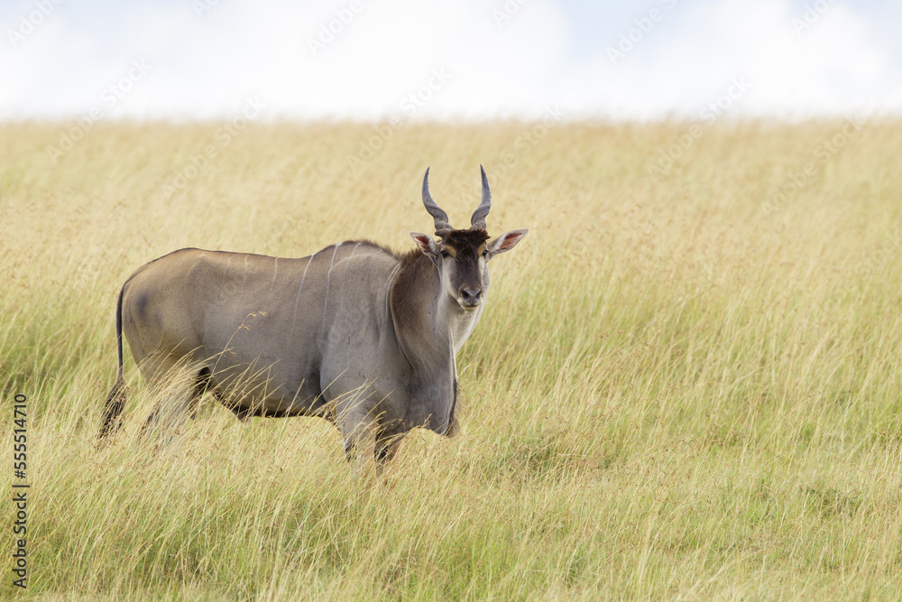 Common Eland (Taurotragus oryx) in Savannah, Maasai Mara National Reserve, Kenya Common Eland (Taurotragus oryx) in Savannah, Maasai Mara National Reserve, Kenya
