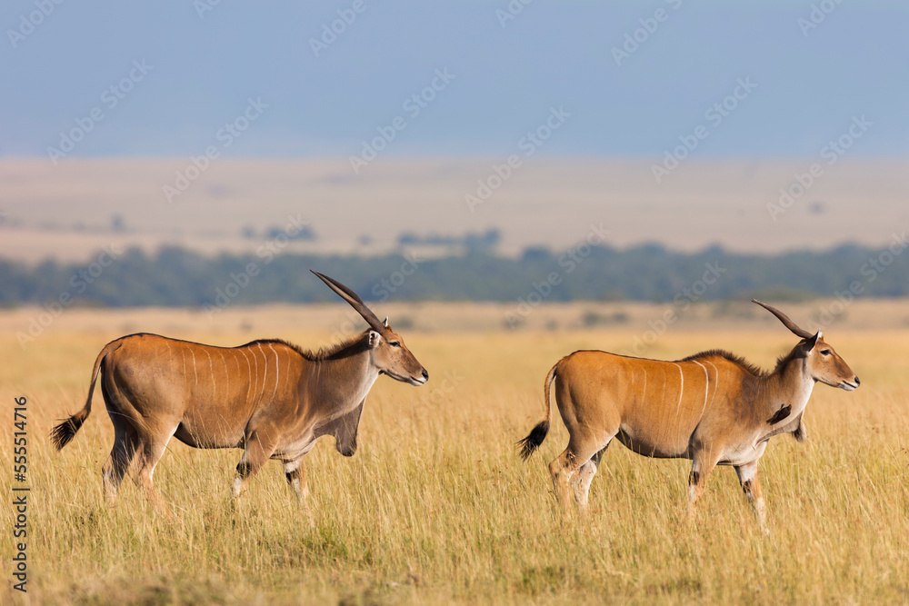 Common Elands (Taurotragus oryx) in Savannah, Maasai Mara National Reserve, Kenya Common Elands (Taurotragus oryx) in Savannah, Maasai Mara National Reserve, Kenya